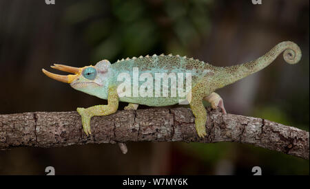 Dwarf Jackson's chameleon (Trioceros jacksonii, merumontanus en captivité) de l'Afrique Banque D'Images