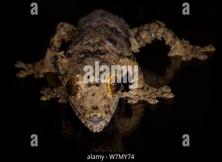 Le gecko à queue de feuille (Uroplatus sameiti), captive, de Madagascar Banque D'Images