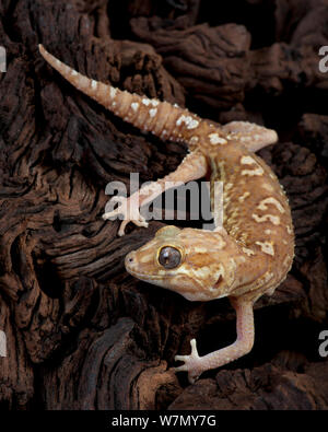 Madagascar gecko terrestre / Big dirigé(Paroedura pictus) gecko, captive de Madagascar Banque D'Images