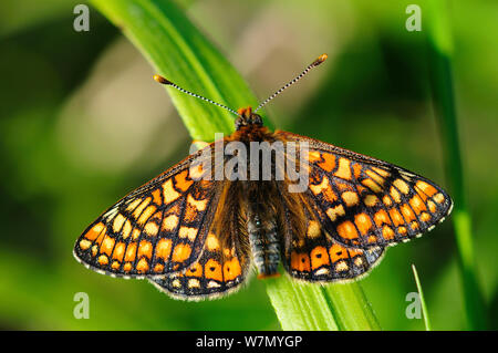 Marsh fritillary butterfly (Euphydras aurinia) au repos, Commune Powerstock, Dorset, UK, Mai Banque D'Images