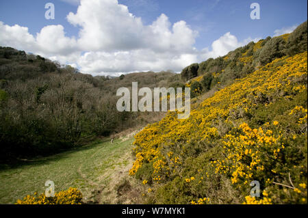 Bois évêques réserve naturelle locale, matrice de l'ajonc, de prairie et de bois, Murton, Swansea, Wales, UK 2009 Banque D'Images