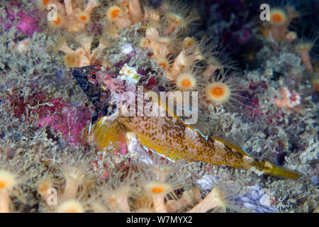 Face noire (blennies Tripterygion delaisi) masculin contre camouflée d'anémones, Channel Islands, Royaume-Uni Banque D'Images