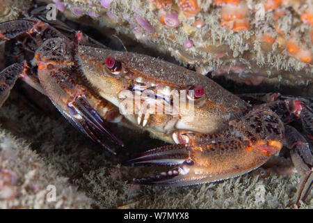 Velvet swimming crab (Necora puber), Channel Islands, Royaume-Uni, juin Banque D'Images
