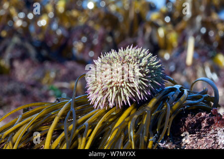 L'oursin vert (Psammechinus miliaris) Channel Islands, Mars UK Banque D'Images