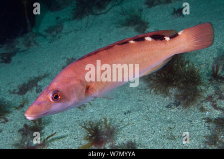 Cuckoo wrasse (Labrus mixtus) Profil des femmes, Channel Islands, Royaume-Uni Juillet Banque D'Images