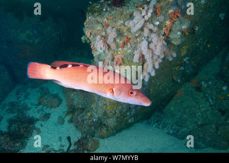 Cuckoo wrasse (Labrus mixtus) Profil des femmes, Channel Islands, Royaume-Uni Juillet Banque D'Images