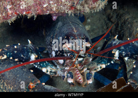 Le homard européen (Homarus gammarus), Channel Islands, Royaume-Uni Juillet Banque D'Images