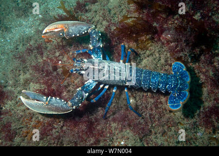 Le homard européen (Homarus gammarus), Channel Islands, Royaume-Uni Juillet Banque D'Images