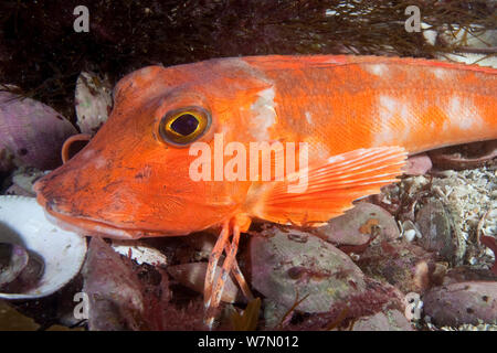 Le grondin rouge (Chelidonichthys / Aspitrigla cuculus) reposant sur le fond marin, Channel Islands, Royaume-Uni, Août Banque D'Images