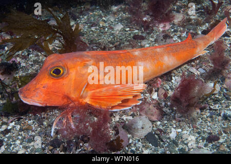 Le grondin rouge (Chelidonichthys / Aspitrigla cuculus) reposant sur le fond marin, Channel Islands, Royaume-Uni, Août Banque D'Images