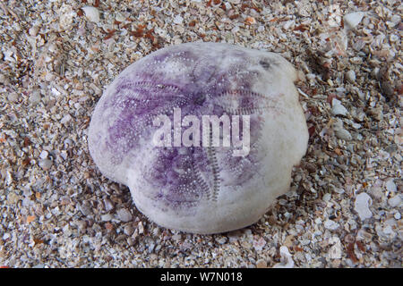 Coquille d'oursin Coeur violet (Spatangus purpureus), Channel Islands, Royaume-Uni Banque D'Images