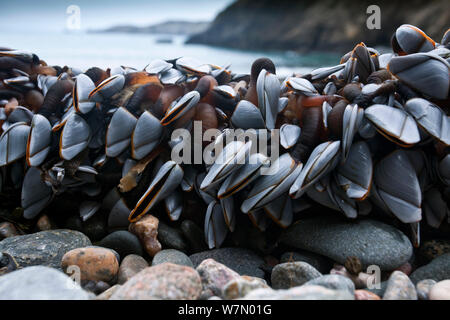 Les anatifes Lepas anatifera (OIE) sur la côte, à marée basse, Channel Islands, Royaume-Uni Janvier Banque D'Images