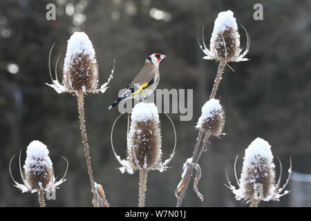Chardonneret (Carduelis carduelis) perché sur teazel seedhead (Dipsacus sp) en hiver, Surrey, UK, Décembre Banque D'Images