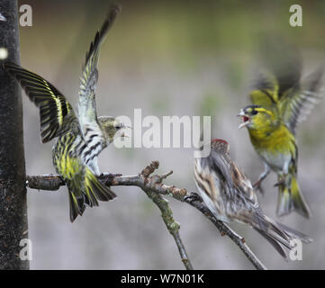 Deux Siskin Carduelis spinus () et d'un Sizerin flammé (Carduelis flammea) combats, Surrey, UK, Mars Banque D'Images