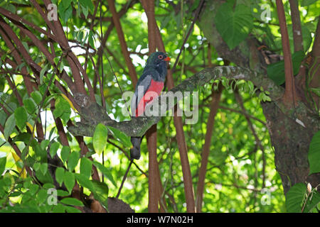 Trogon à queue vineuse (Trogon massena) perché dans rainforest, Costa Rica Banque D'Images