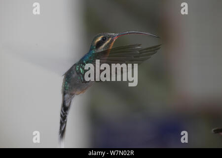 Long-billed hummingbird ermite (Phaethornis longirostris) planant, Costa Rica Banque D'Images