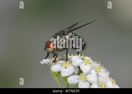 La chair grise fly (Sarcophaga bullata) se nourrissant de fleurs d'achillée, Surrey, Angleterre, Août Banque D'Images