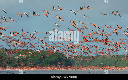 Plus de flamants roses (Phoenicopterus ruber) prenez l'air, dans la réserve de la biosphère de Celestún Ria, l'état du Yucatan, Mexique Banque D'Images