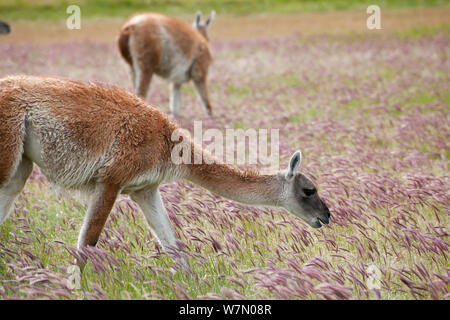 Guanacos (Lama guanicoe) se nourrir dans le Parc National Torres del Paine, Chili