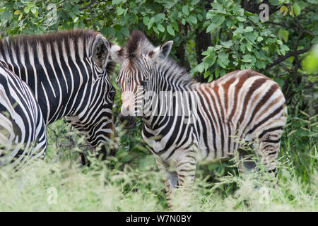 Jeune zèbre Des Plaines (Equus quagga) debout face à face avec sa mère. Le Parc National Kruger, Afrique du Sud, janvier. Banque D'Images