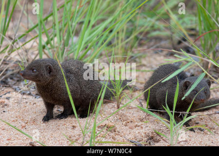 Deux nains commun Mongoose (Helogale parvula). Le Parc National Kruger, Afrique du Sud, janvier. Banque D'Images