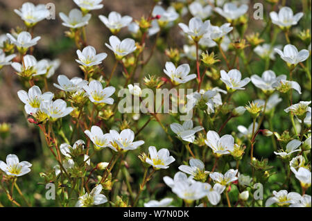 Saxifrage à feuilles opposées (Saxifraga hypnoides moussus) en fleur, Jardin Botanique National de Belgique, mai Banque D'Images