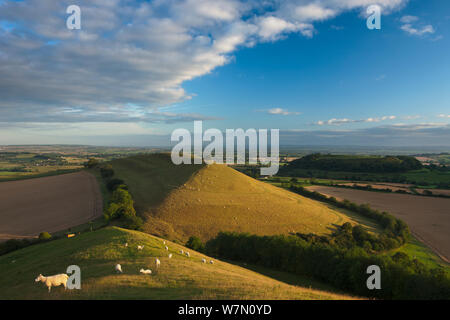 Parrock Hill avec Tor de Glastonbury dans la distance, à partir de la colline de Corton, Somerset, England, UK. Août 2011. Banque D'Images