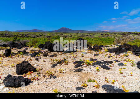 L'Espagne, Lanzarote, vert nature paysage volcanique intacte de l'île du nord avec vue sur volcan magique corona Banque D'Images