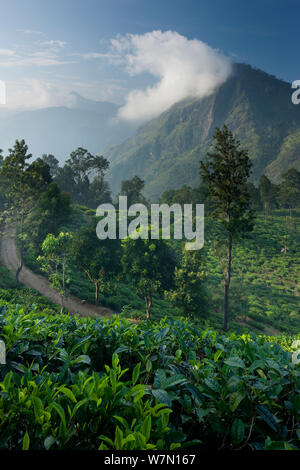 Une plantation de thé dans les hautes terres du Sud, Ella, Sri Lanka. Décembre 2011 Banque D'Images