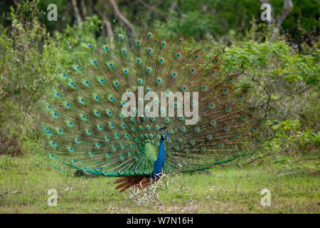 Pavo cristatus Common (paons) masculin afficher, le Parc National de Wilpattu, Sri Lanka Banque D'Images