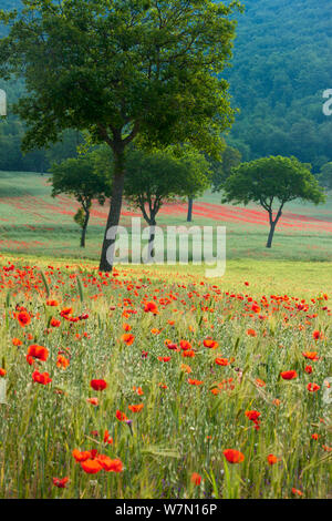 Floraison de coquelicots dans un champ, près de Norcia, Ombrie, Italie. Mai 2005. Banque D'Images