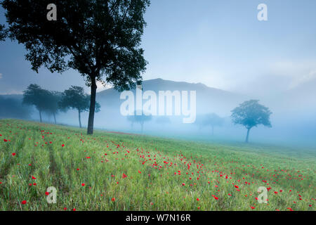 Coquelicots dans un champ à l'aube, près de Norcia, Ombrie, Italie. Mai 2005. Banque D'Images