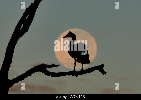 (Anseranas semipalmata goose Magpie) sitting on tree avec la pleine lune derrière, Plaines Bamarru, Territoires du Nord-Ouest, l'Australie Banque D'Images