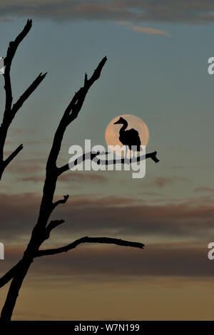 (Anseranas semipalmata goose Magpie) sitting on tree avec la pleine lune derrière, Plaines Bamarru, Territoires du Nord-Ouest, l'Australie Banque D'Images