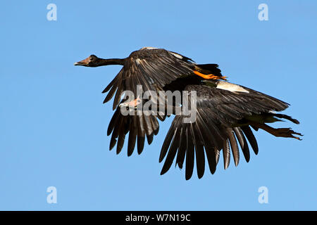 (Anseranas semipalmata Magpie Geese) paire en vol Bamarru Plains, Territoires du Nord-Ouest, l'Australie Banque D'Images