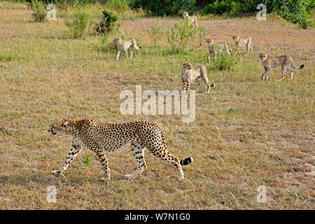 Le Guépard (Acinonyx jubatus) mère marcher avec six mineurs, Masai Mara National Reserve, Kenya Banque D'Images