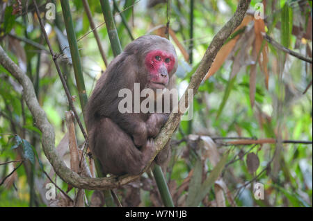 Stump-tailed Macaque (Macaca arctoides) portrait. Gibbon Wildlife Sanctuary, Assam, Inde. Banque D'Images