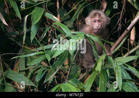 Stump-tailed Macaque (Macaca arctoides) portrait juvénile. Gibbon Wildlife Sanctuary, Assam, Inde. Banque D'Images