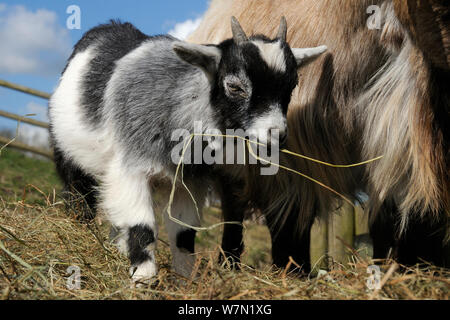 Chèvre pygmée kid (Capra hircus) foin de pâturage à côté de sa mère dans un enclos clôturé, Wiltshire, Royaume-Uni, mars. Banque D'Images