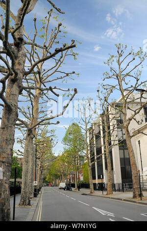 Londres platanes (Platanus x hispanica), beaucoup d'entre eux étêtés, doublure John Islip Street par la Tate Britain Gallery, London, UK, mai. 2012 Banque D'Images