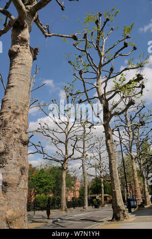 Londres étêtés platanes (Platanus x hispanica) bordant une rue résidentielle, Millbank, London, UK, mai. 2012 Banque D'Images