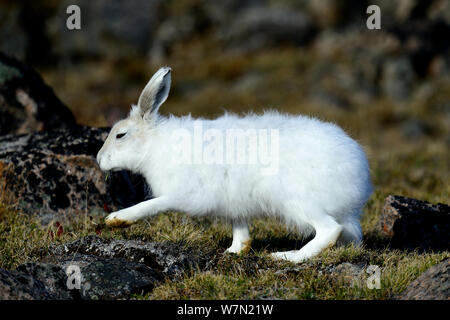 Lièvre arctique (Lepus arcticus), l'île d'Ellesmere, Nunavut, Canada, juin 2012. Banque D'Images