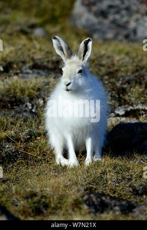 Lièvre arctique (Lepus arcticus), l'île d'Ellesmere, Nunavut, Canada, juin 2012. Banque D'Images