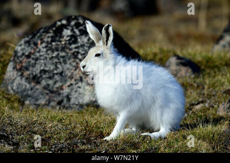 Lièvre arctique (Lepus arcticus), l'île d'Ellesmere, Nunavut, Canada, juin 2012. Banque D'Images