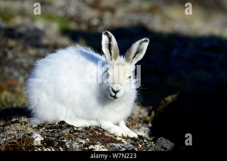 Lièvre arctique (Lepus arcticus), l'île d'Ellesmere, Nunavut, Canada, juin 2012. Banque D'Images