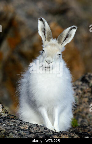 Lièvre arctique (Lepus arcticus), l'île d'Ellesmere, Nunavut, Canada, juin 2012. Banque D'Images