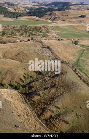Les moutons d'être rassemblé dans un troupeau en terres agricoles vallonnées, vu d'un hélicoptère. Hawkes Bay, île du Nord, Nouvelle-Zélande Banque D'Images