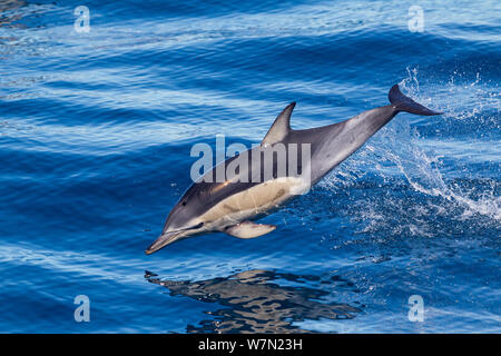 À bec court dauphin commun (Delphinus delphis) briser la surface et sautant de l'eau. Le napier, Hawkes Bay, Nouvelle-Zélande. Banque D'Images