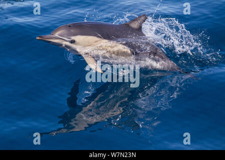 À bec court dauphin commun (Delphinus delphis) briser la surface et sautant de l'eau, avec la réflexion. Le napier, Hawkes Bay, Nouvelle-Zélande. Banque D'Images