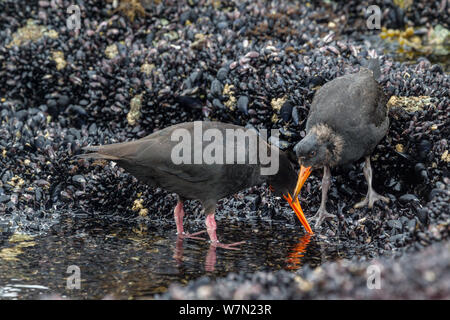 L'huîtrier Variable (Haematopus unicolor) des profils avec un poussin moules tirant loin des rochers à marée basse. Dusky Sound, Fiordland, Nouvelle-Zélande. Banque D'Images